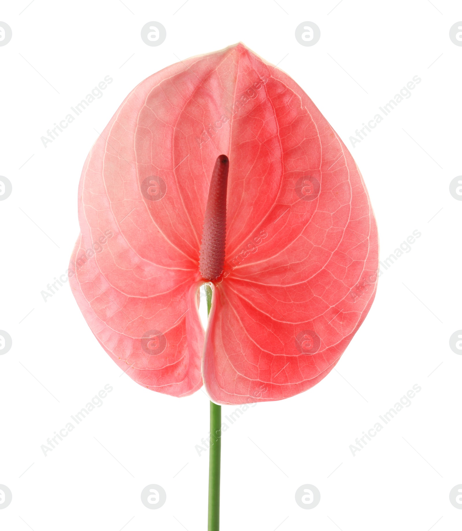 Photo of Beautiful pink anthurium flower on white background. Tropical plant