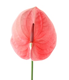 Photo of Beautiful pink anthurium flower on white background. Tropical plant