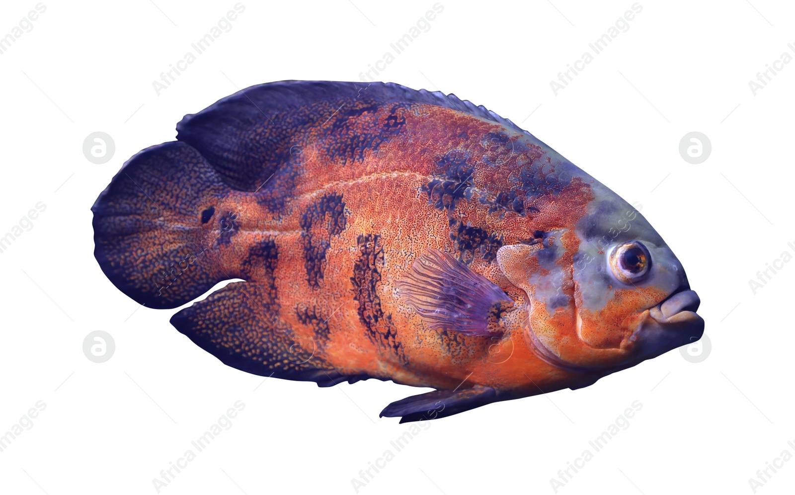 Image of Beautiful bright oscar fish on white background