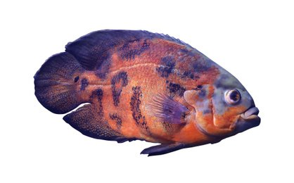 Image of Beautiful bright oscar fish on white background