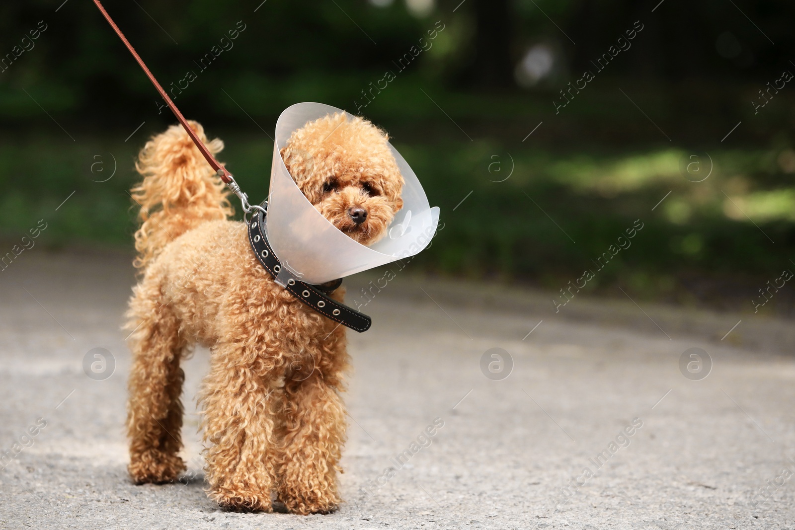 Photo of Cute Maltipoo dog with Elizabethan collar outdoors, space for text