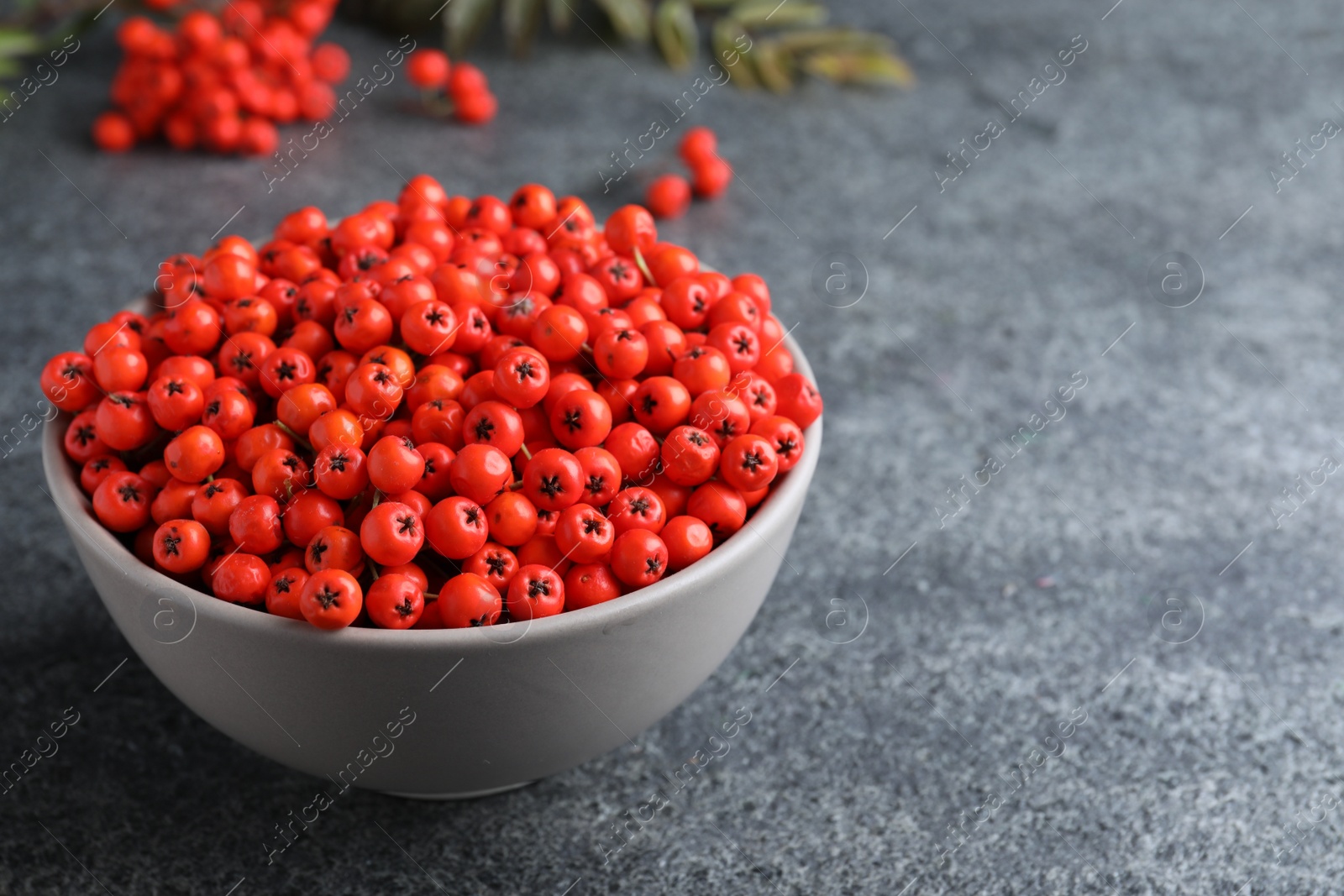 Photo of Fresh ripe rowan berries in bowl on grey table, space for text