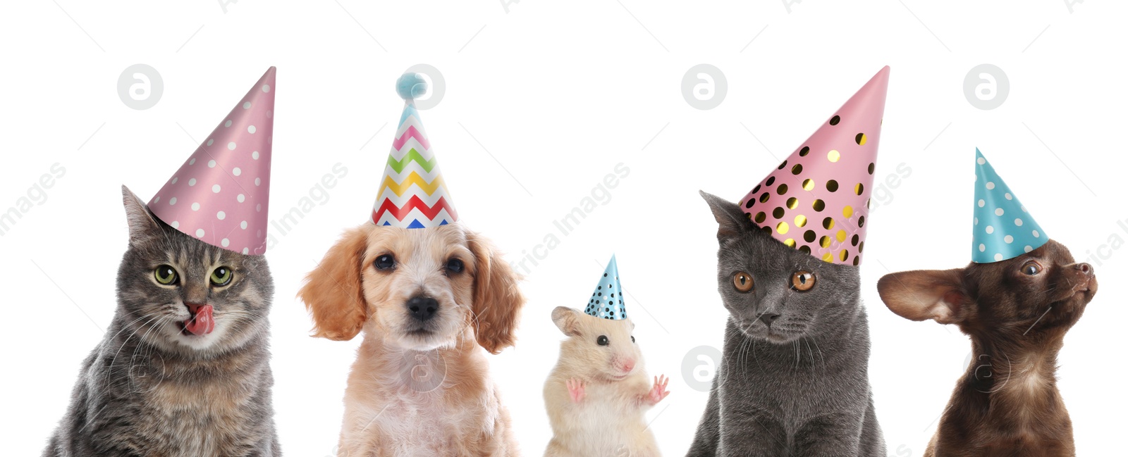 Image of Cute pets with party hats on white background, collage. Banner design