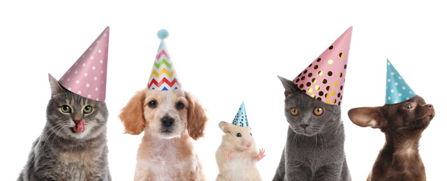 Image of Cute pets with party hats on white background, collage. Banner design