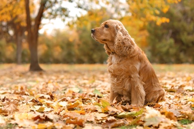 Photo of Cute Cocker Spaniel in park. Autumn walk