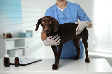 Photo of Professional veterinarian examining dog in clinic, closeup