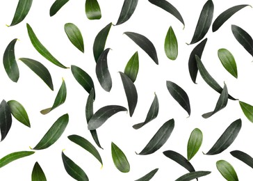 Fresh green olive leaves falling on white background