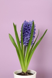 Photo of Beautiful spring hyacinth flower on color background