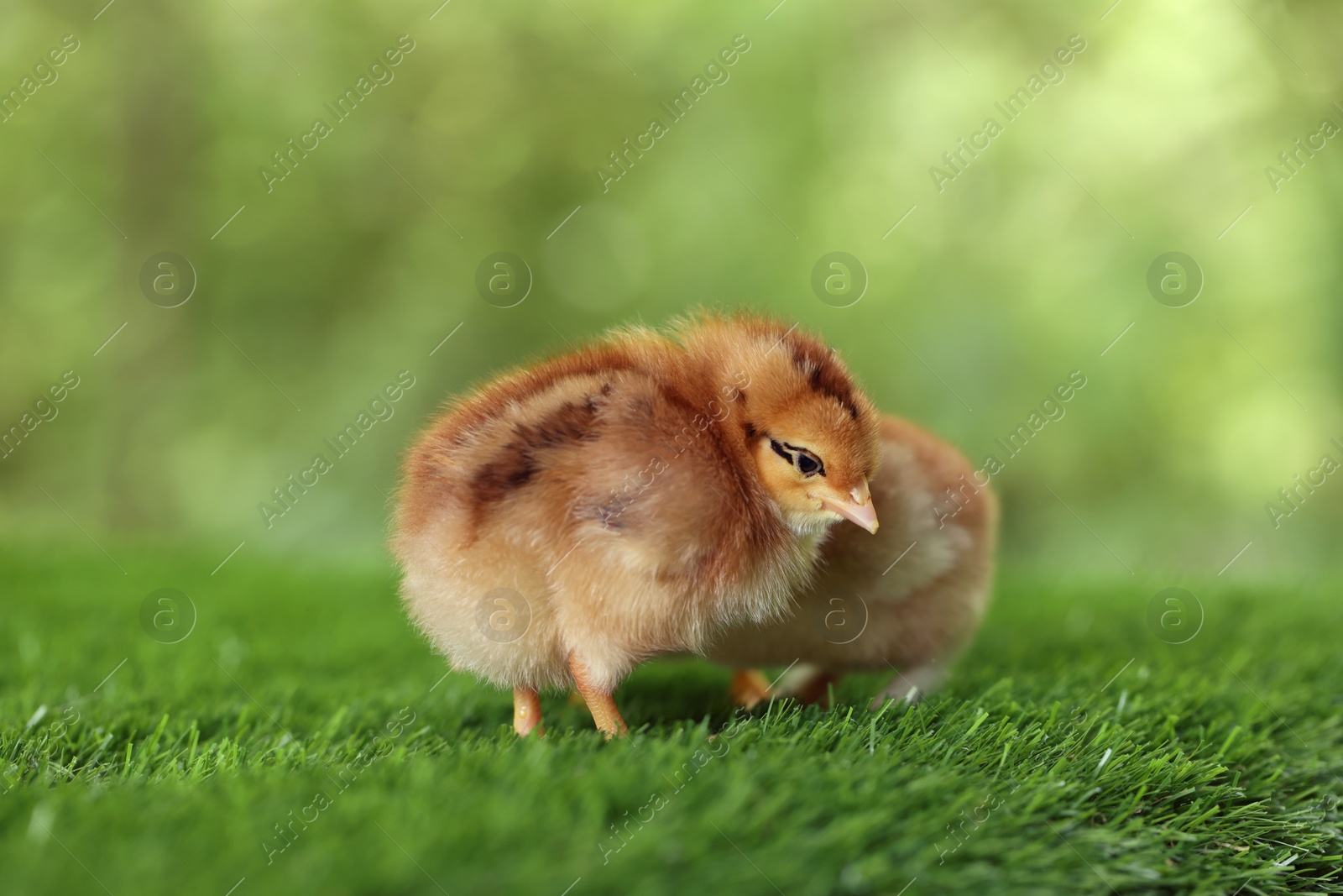 Photo of Two cute chicks on green artificial grass outdoors, closeup. Baby animals