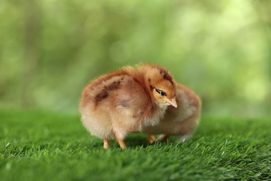 Photo of Two cute chicks on green artificial grass outdoors, closeup. Baby animals