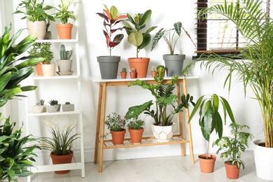 Photo of Stylish room interior with different home plants