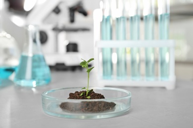 Petri dish with green sprout in laboratory. Chemical analysis