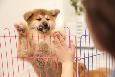 Woman near playpen with Akita Inu puppy indoors, closeup. Baby animal