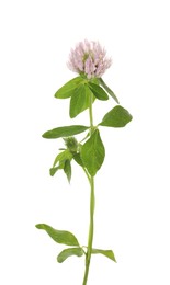 Photo of Beautiful blooming clover plant isolated on white