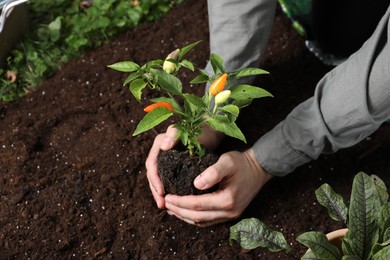 Photo of Man transplanting pepper plant into soil, closeup