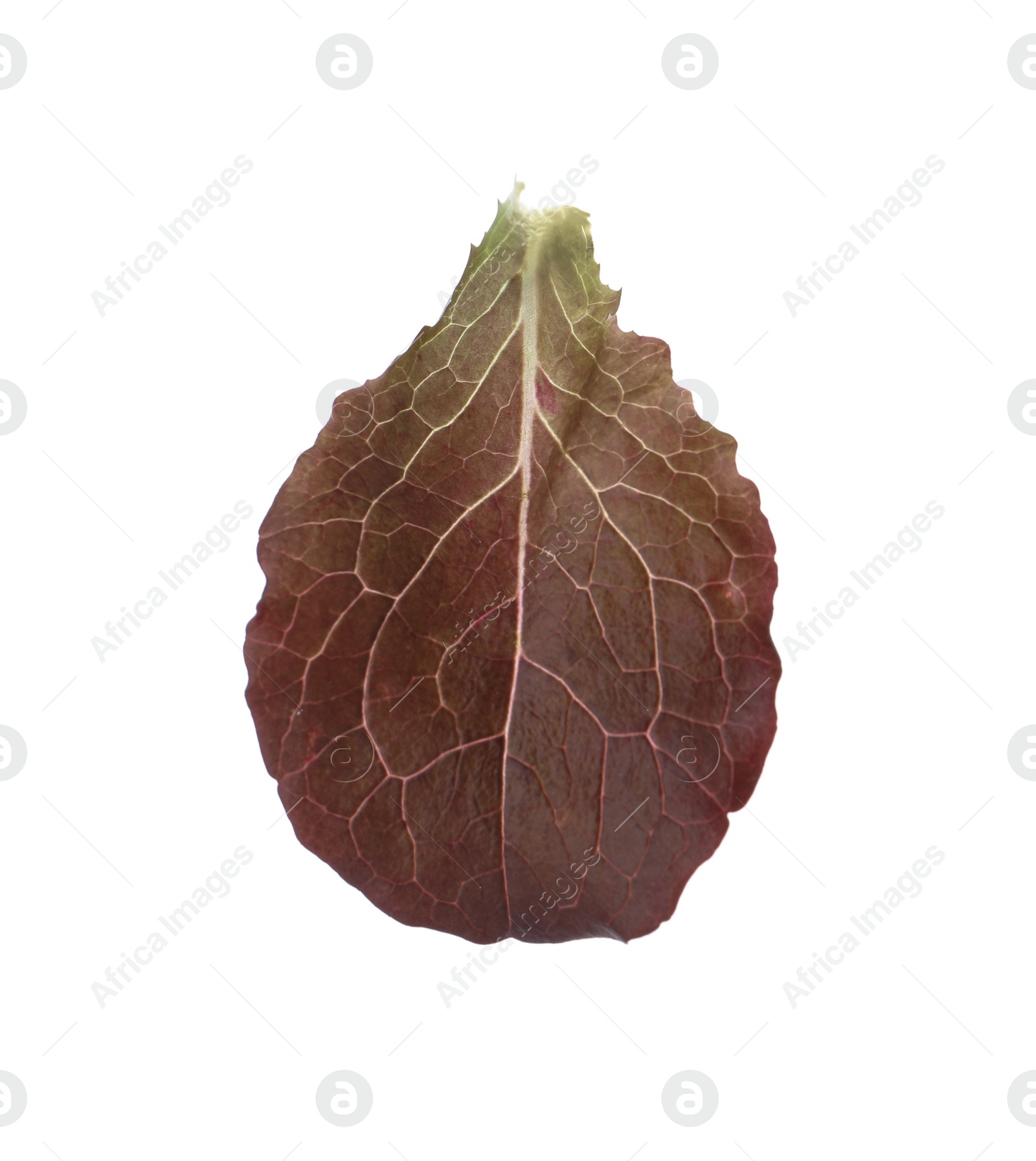 Photo of Leaf of fresh red lettuce isolated on white