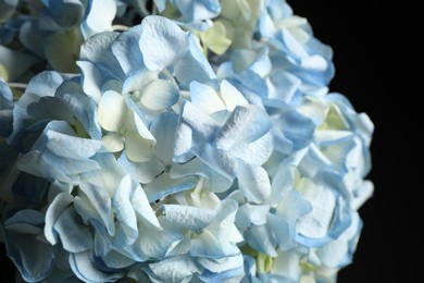 Photo of Beautiful hydrangea on dark background, closeup view