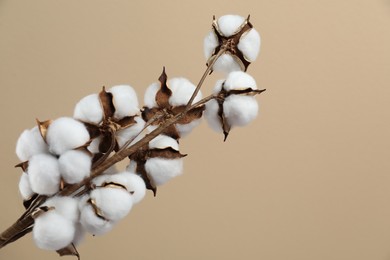 Photo of Beautiful cotton branch with fluffy flowers on beige background, space for text