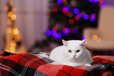 Photo of Christmas atmosphere. Cute cat lying on plaid indoors. Space for text