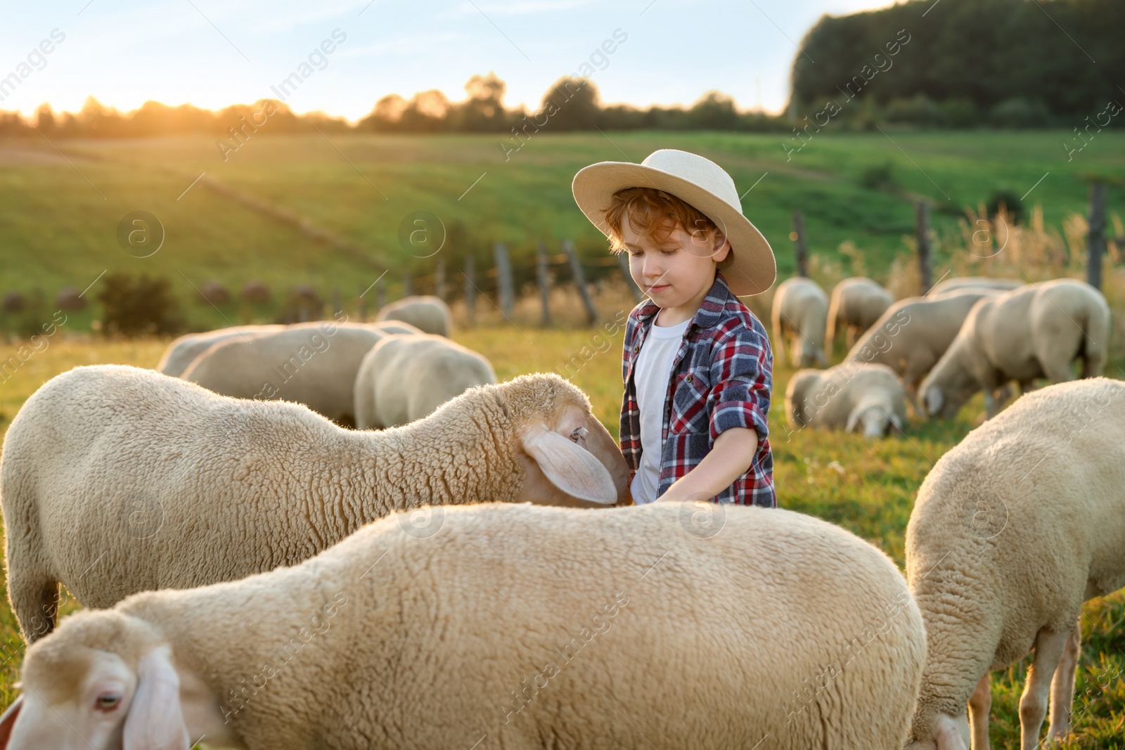 Photo of Boy with sheep on pasture. Farm animals