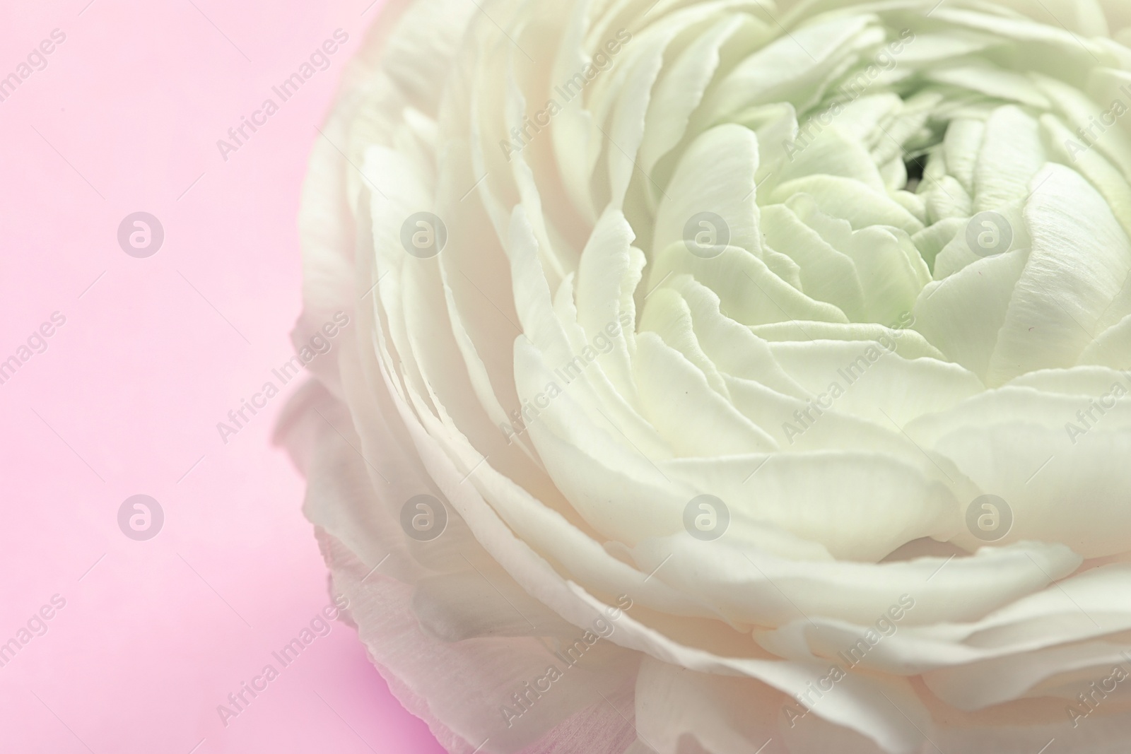 Photo of Beautiful ranunculus flower on color background, closeup