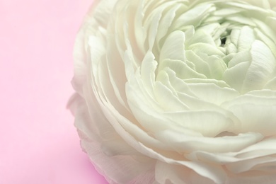 Beautiful ranunculus flower on color background, closeup