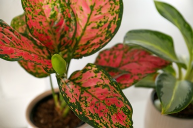 Exotic houseplant with beautiful leaves on light background, closeup