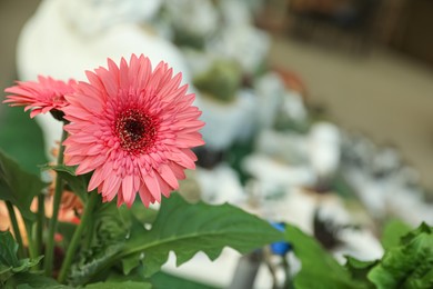 Beautiful blooming pink gerberas on blurred background, closeup. Space for text