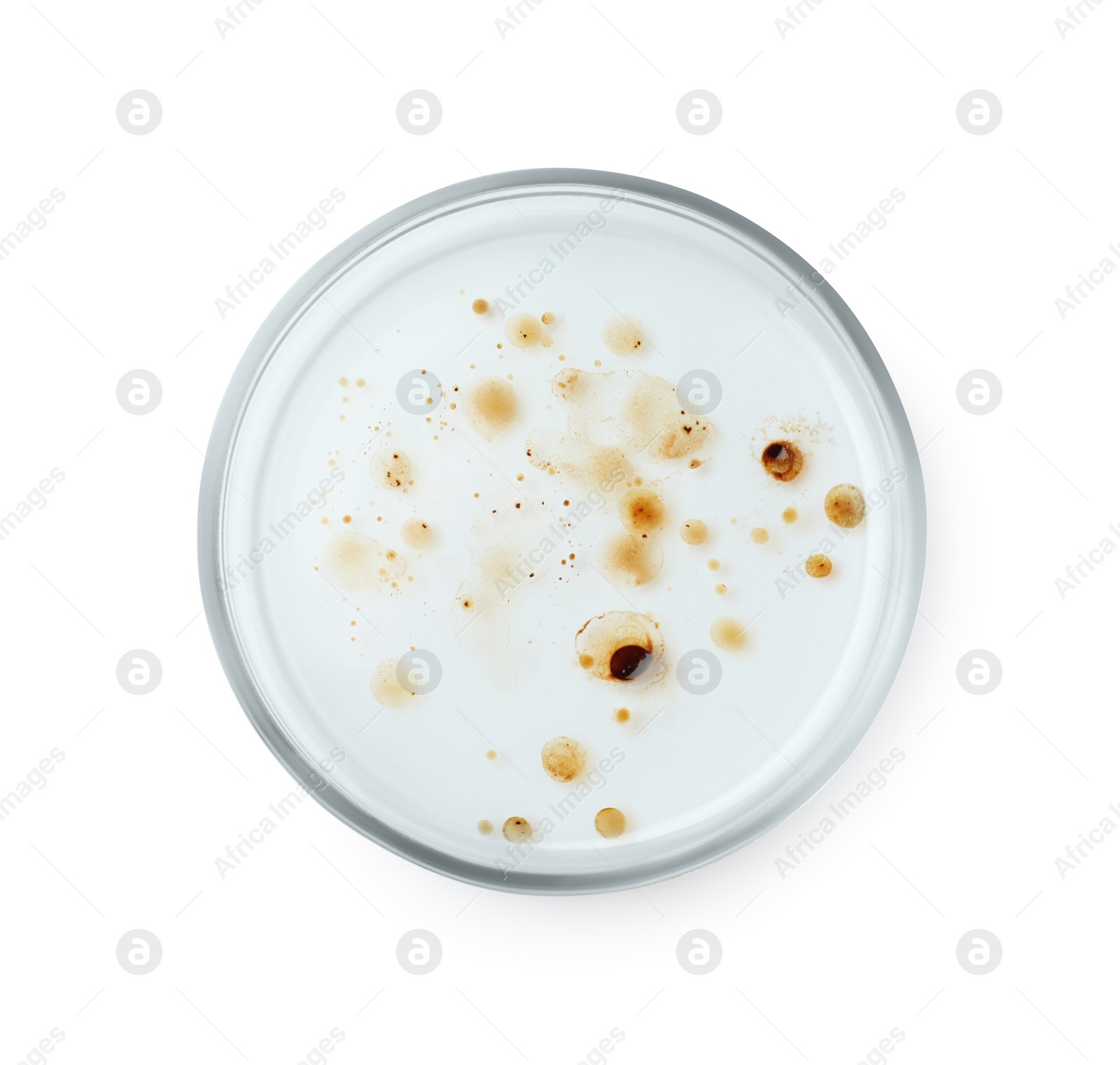 Photo of Petri dish with bacteria colony isolated on white, top view