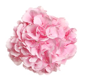 Photo of Delicate pink hortensia flowers on white background, top view