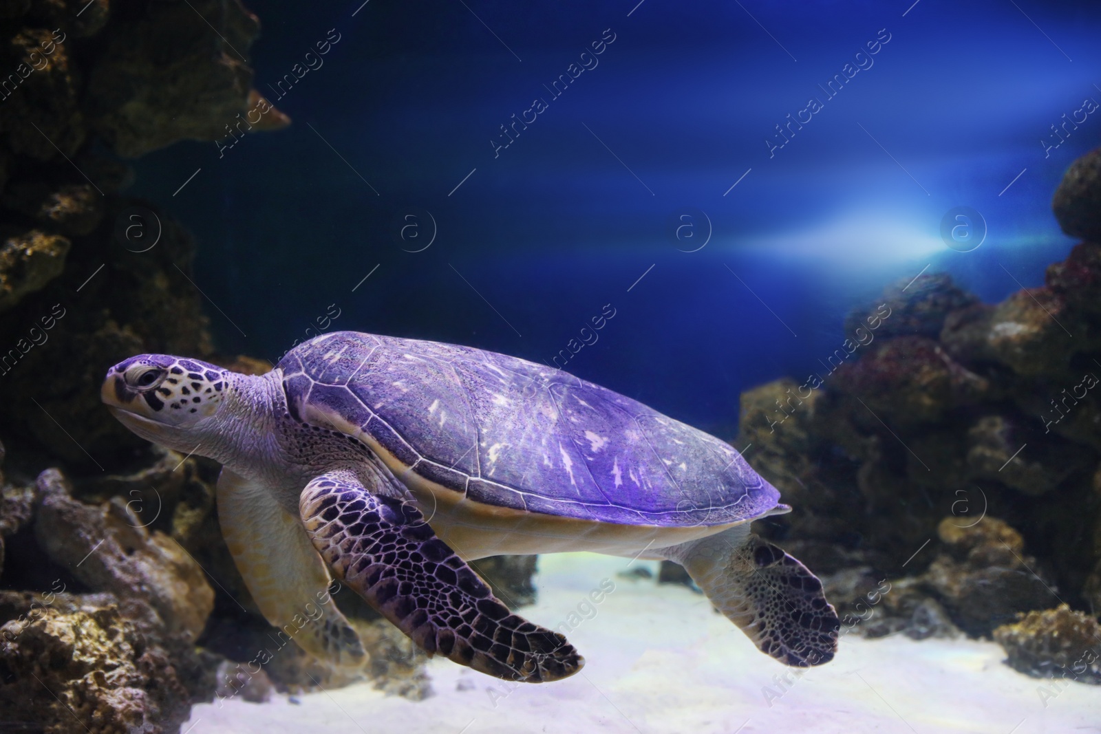 Photo of Beautiful turtle swimming in clear aquarium water