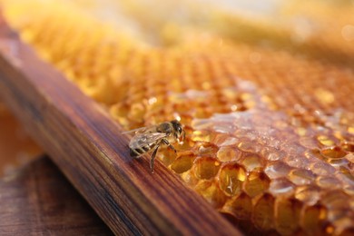 Photo of Closeup view of honeycomb frame with bee