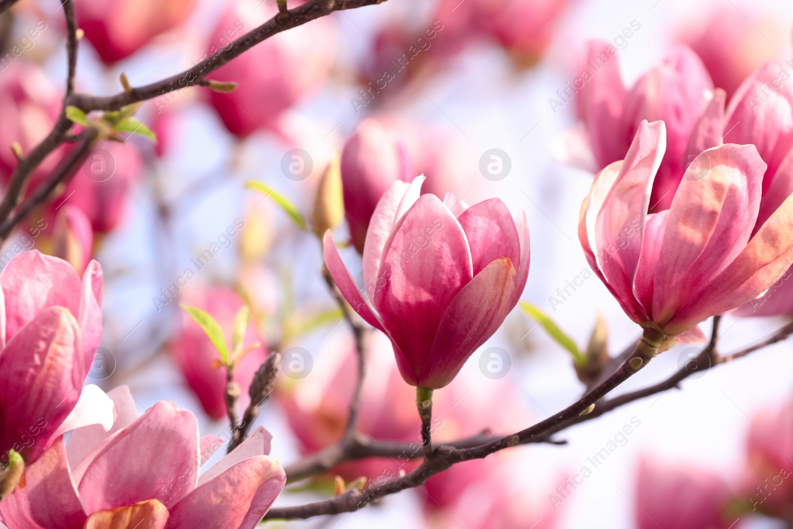 Photo of Beautiful magnolia tree with pink blossom outdoors, closeup. Spring season