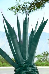 Beautiful Agave plant growing outdoors on sunny day, closeup