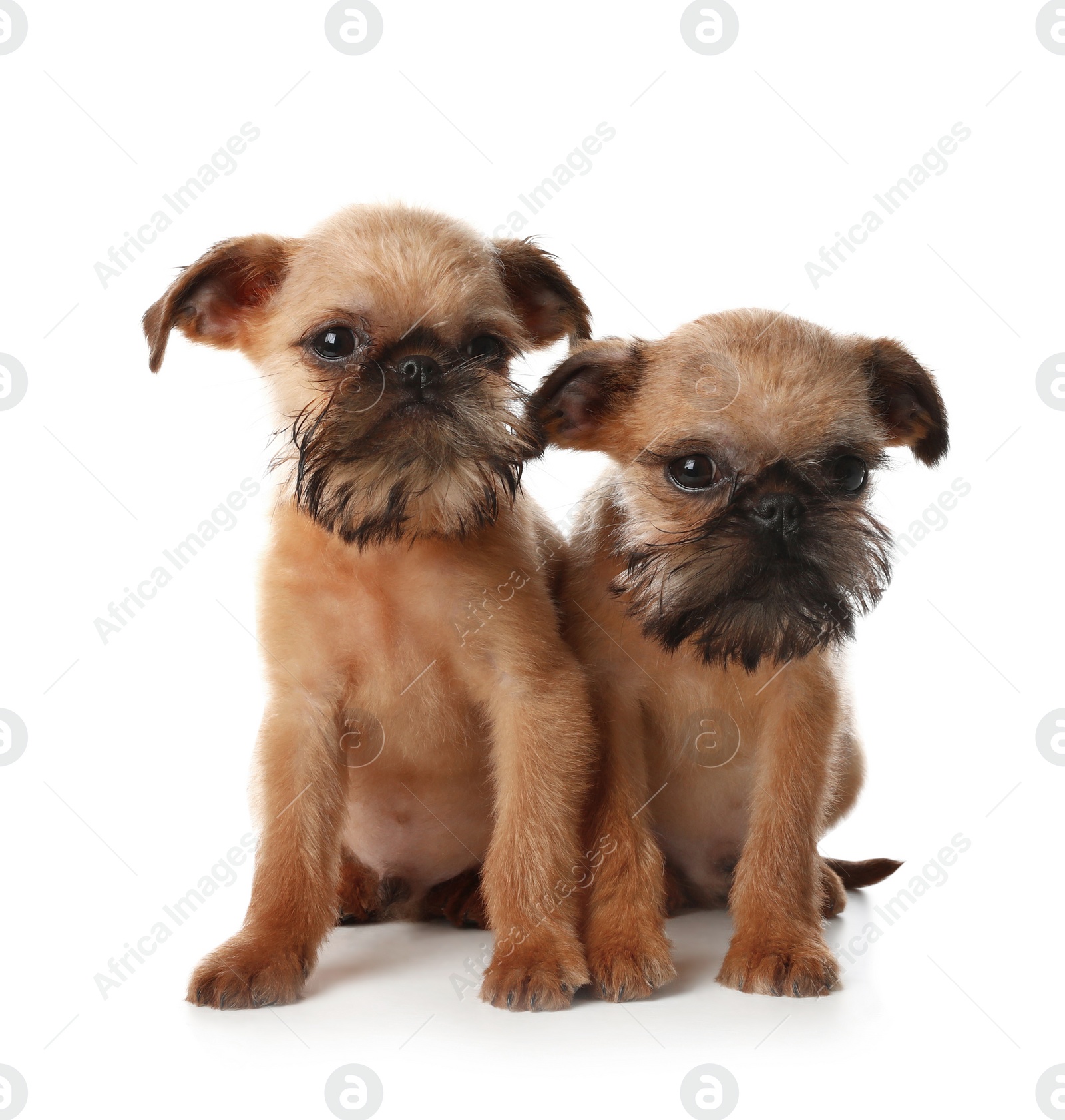Photo of Studio portrait of funny Brussels Griffon dogs looking into camera on white background