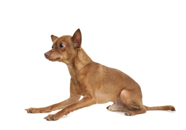 Photo of Cute toy terrier isolated on white. Domestic dog