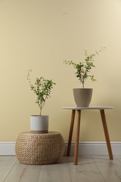 Photo of Pomegranate plants with green leaves in pots near beige wall indoors