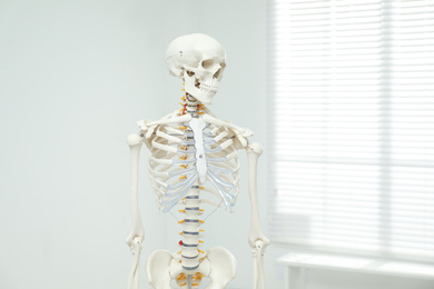 Photo of Artificial human skeleton model near window indoors