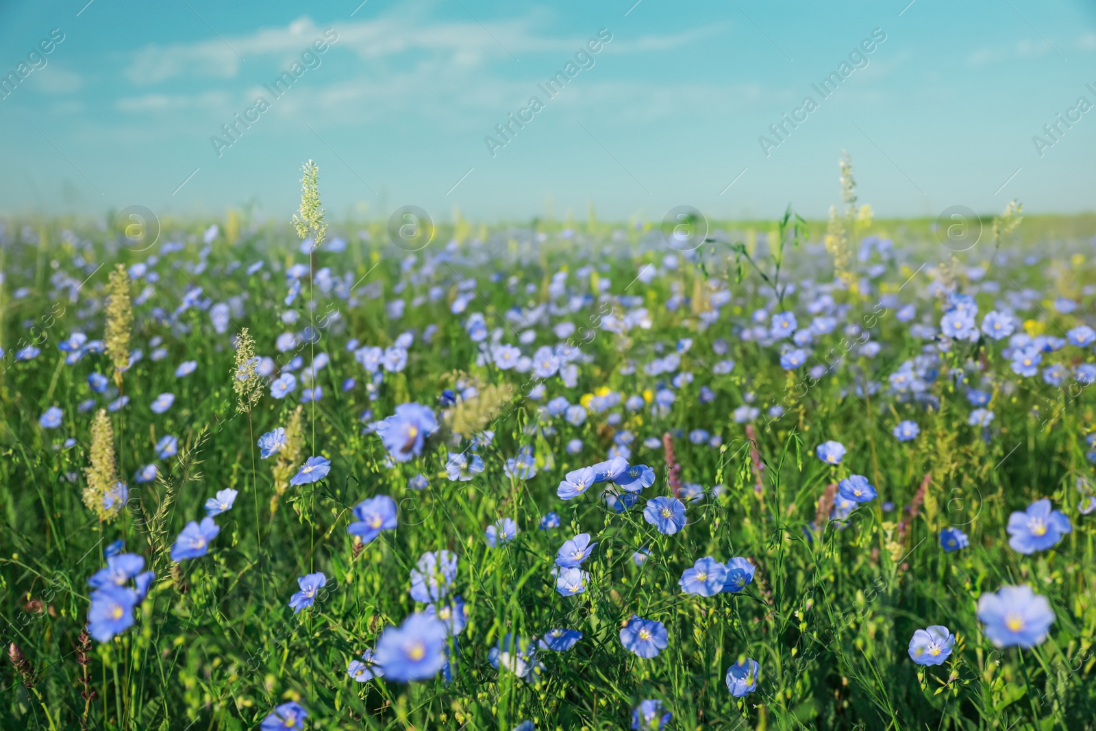 Photo of Picturesque view of beautiful blooming flax field