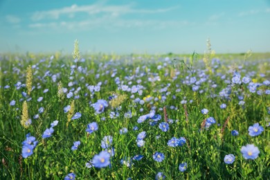 Picturesque view of beautiful blooming flax field