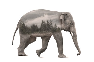 Image of Double exposure of large elephant and forest in mountains