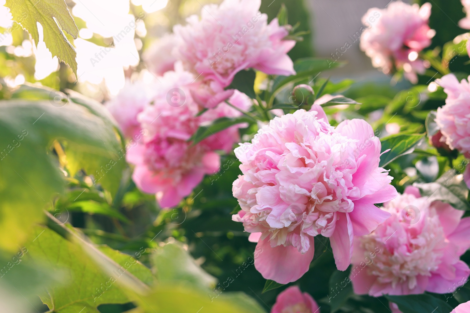 Photo of Blooming peony plant with beautiful pink flowers outdoors, closeup