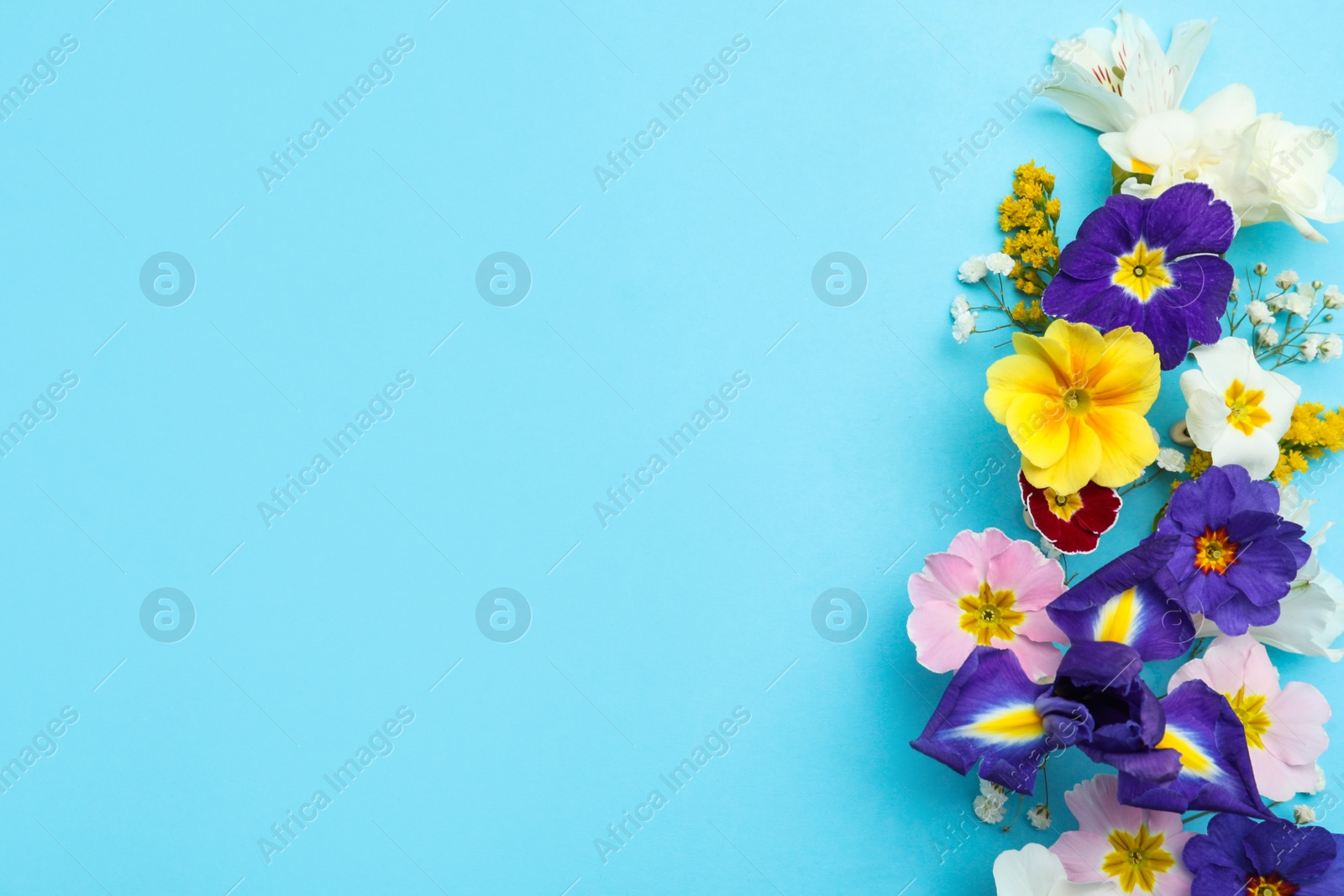 Photo of Primrose Primula Vulgaris flowers on light blue background, top view with space for text. Spring season