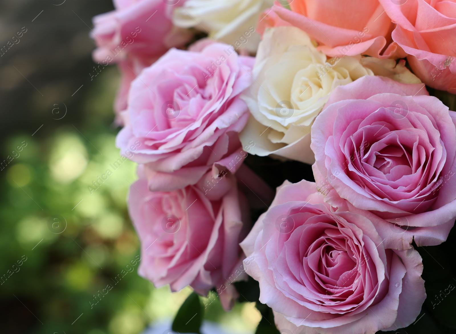 Photo of Beautiful bouquet of aromatic roses outdoors, closeup