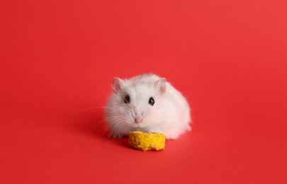 Cute funny pearl hamster feeding on red background, space for text