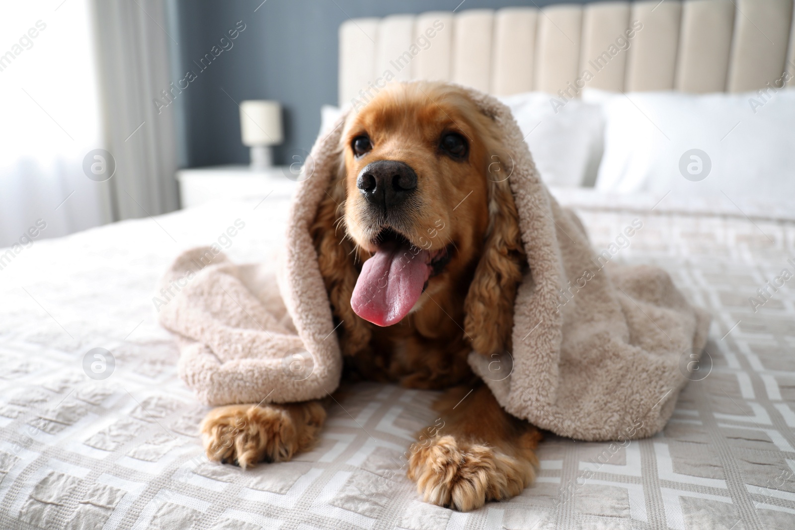 Photo of Cute English Cocker Spaniel covered with towel on bed indoors. Pet friendly hotel