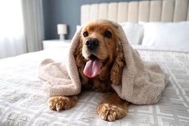Photo of Cute English Cocker Spaniel covered with towel on bed indoors. Pet friendly hotel
