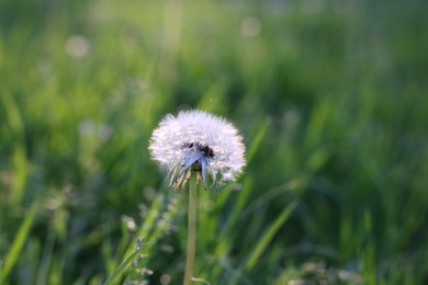 Photo of Beautiful dandelion in green grass outdoors, closeup