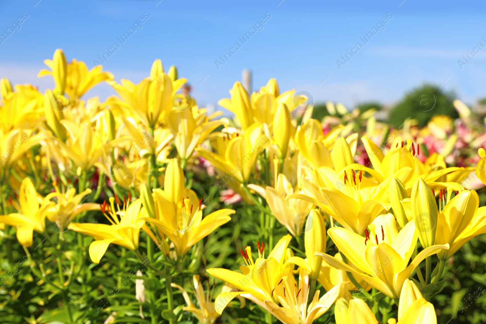 Photo of Beautiful bright yellow lilies growing at flower field