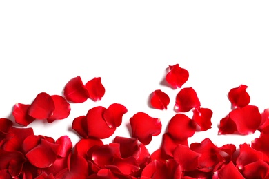 Red rose petals on white background, top view